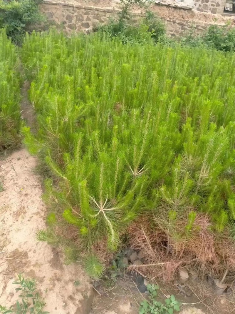 油松