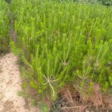 油松