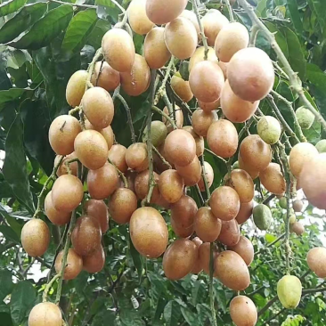 黄皮