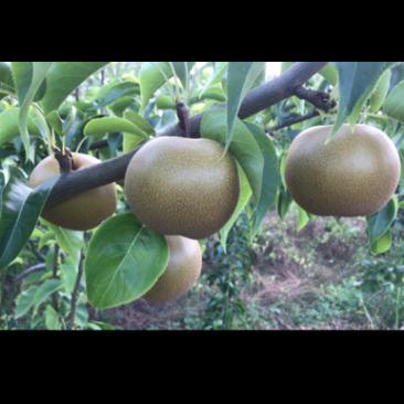 巴中圆黄梨黄金梨