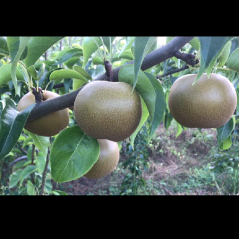 巴中圆黄梨黄金梨