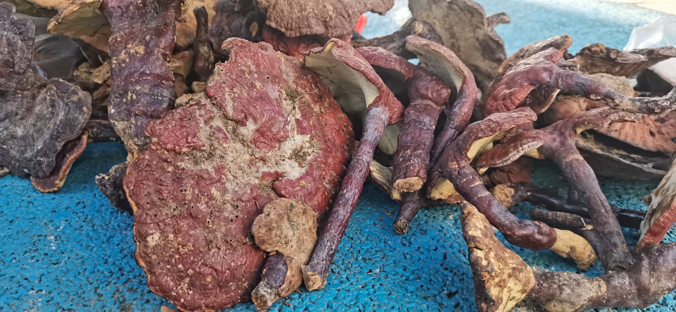 有柄赤灵芝特写