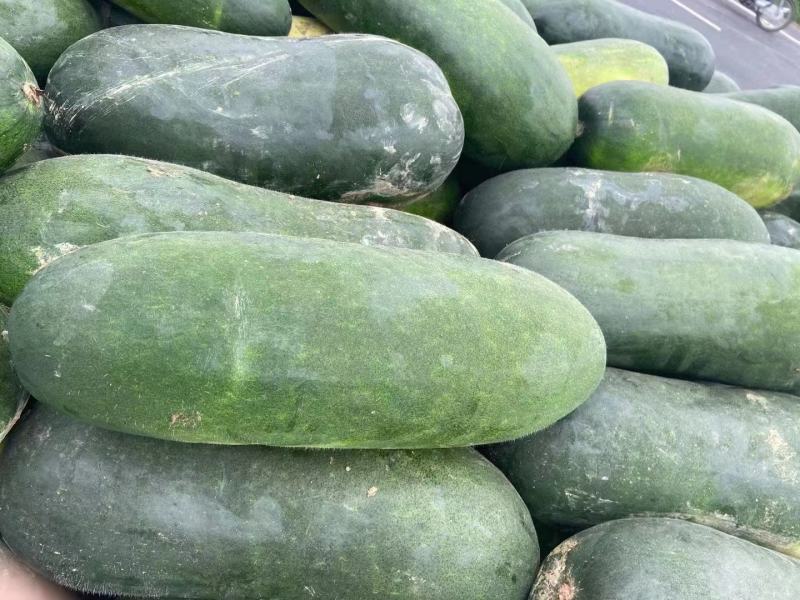 本地大家量冬瓜，产地直发销，欢迎新老客户采购