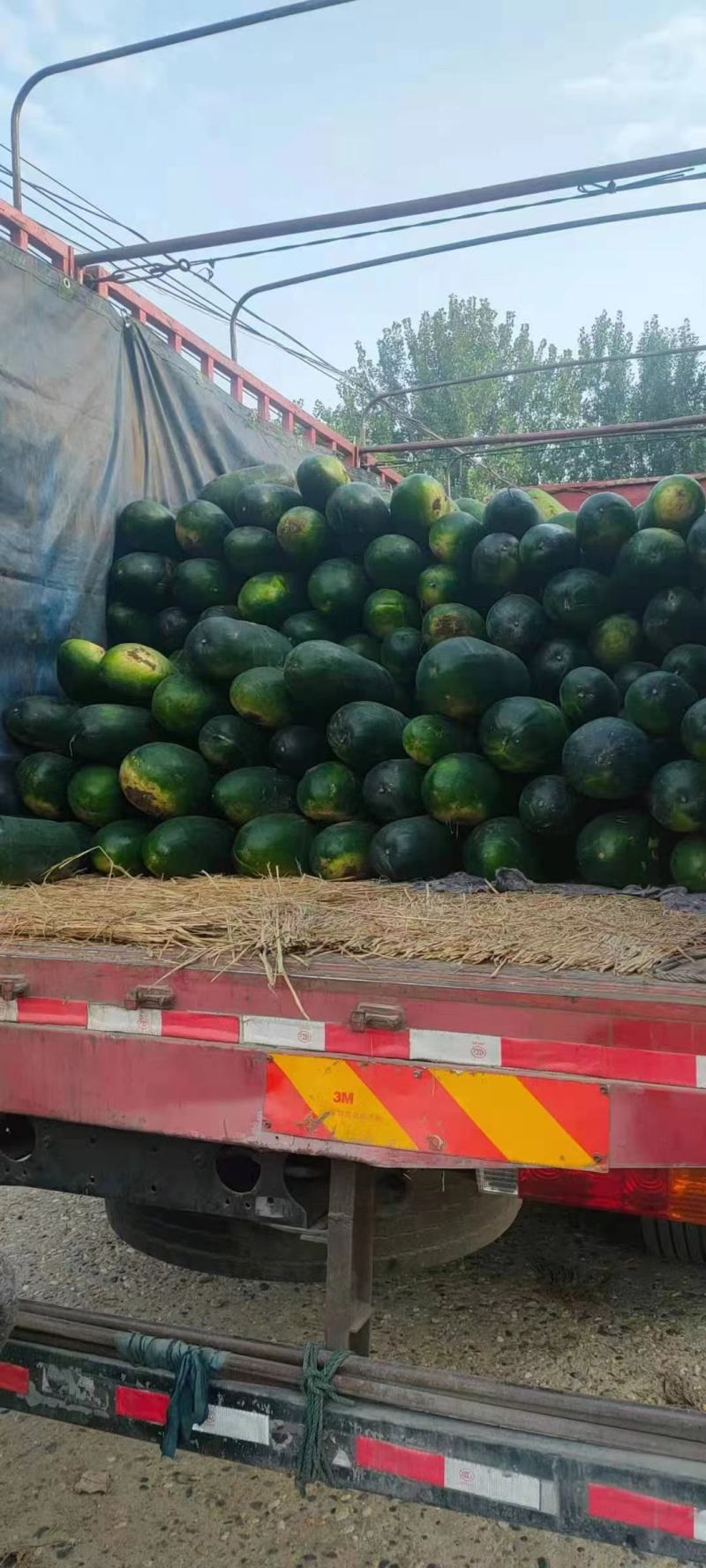 本地大家量冬瓜，产地直发销，欢迎新老客户采购