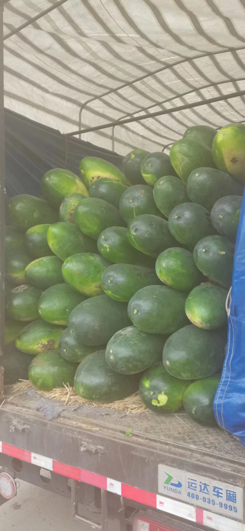 本地大家量冬瓜，产地直发销，欢迎新老客户采购