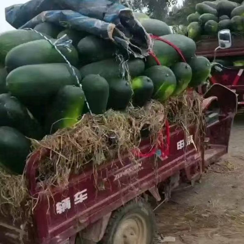 本地大家量冬瓜，产地直发销，欢迎新老客户采购