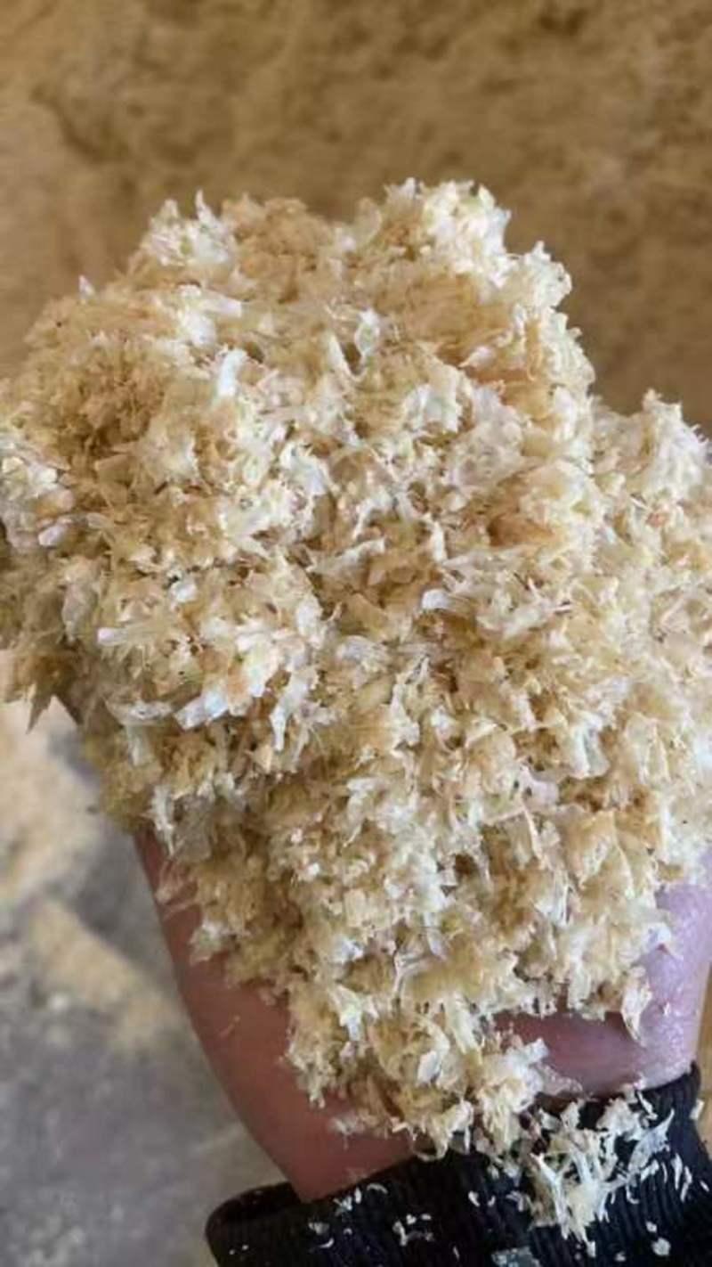 鲜玉米皮可供牲畜食用可代替草料蛋白10脂肪4