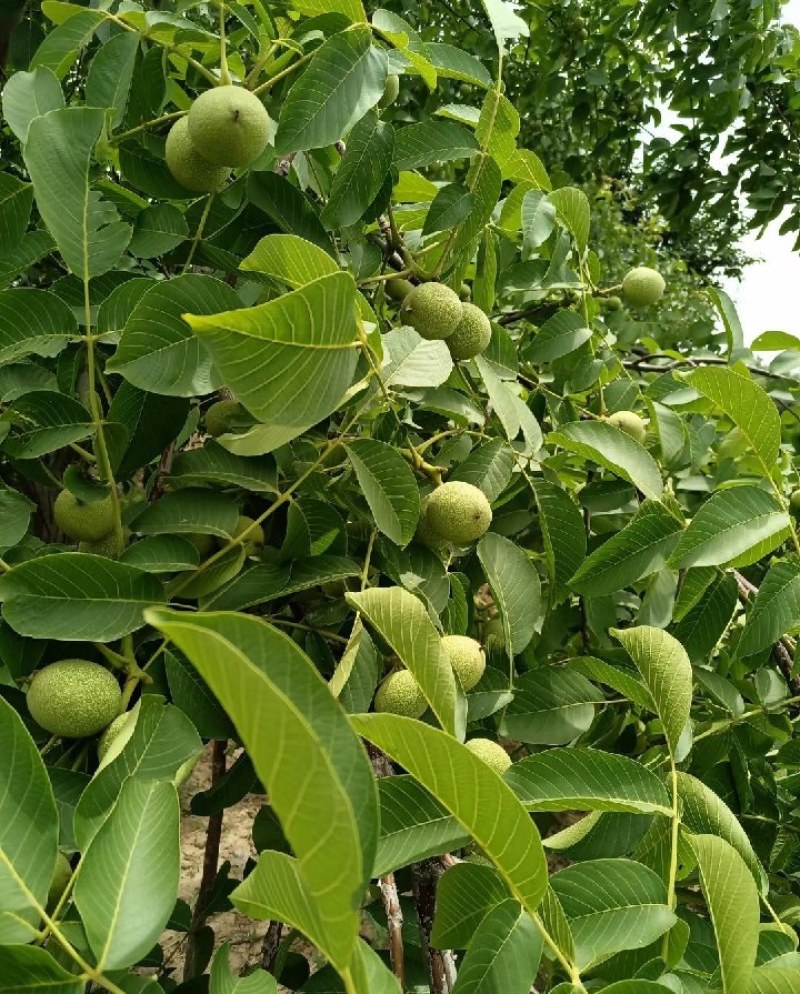 乌什县青皮核桃