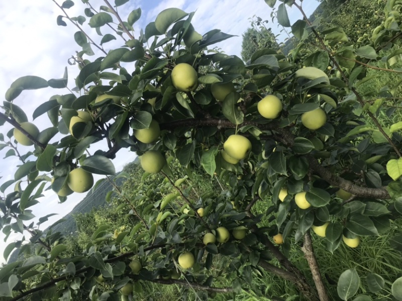 巴中圆黄梨黄金梨