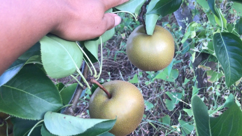 巴中圆黄梨黄金梨