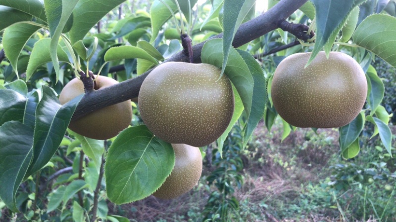 巴中圆黄梨黄金梨