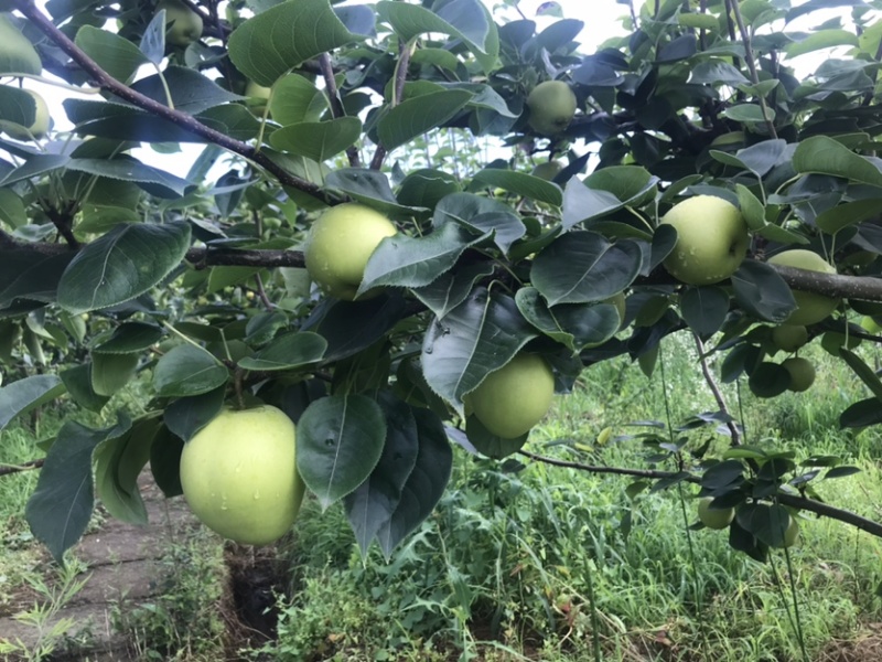 巴中圆黄梨黄金梨