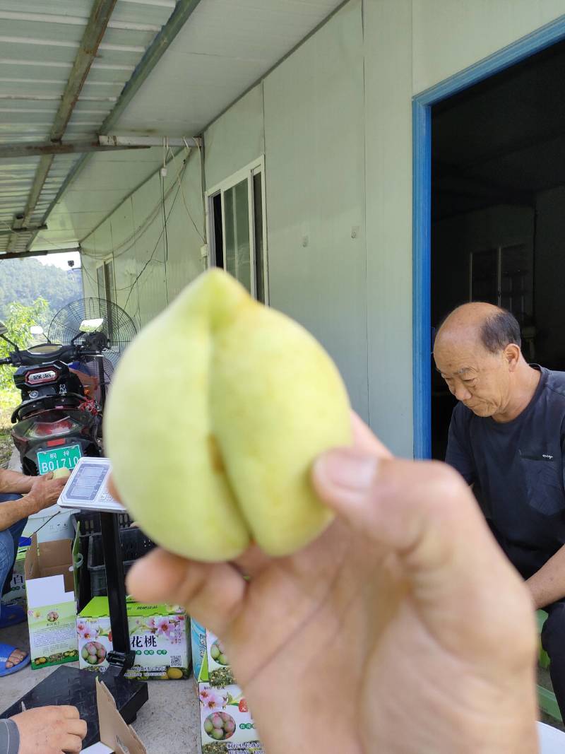 青香桃（脱骨桃）老品种白花桃，香甜可口，硬脆不软。