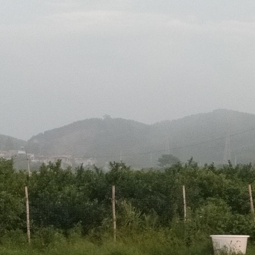 中东海枣树