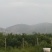 中东海枣树