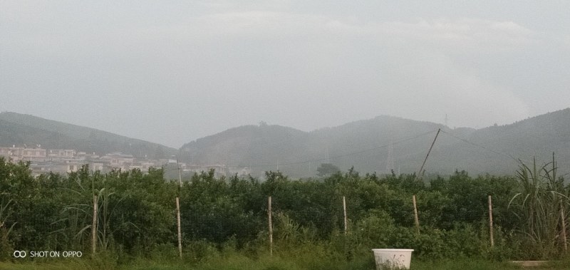 中东海枣树