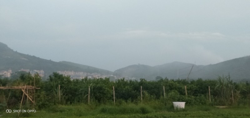 中东海枣树