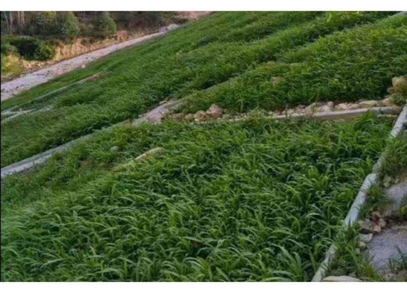 百喜草种籽宽叶草种子护坡绿化草种畜禽牛羊鱼免宽叶草种子