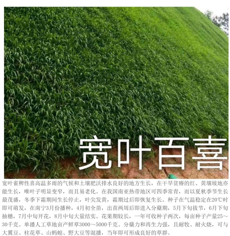百喜草种籽宽叶草种子护坡绿化草种畜禽牛羊鱼免宽叶草种子
