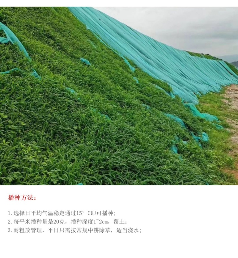 百喜草种籽宽叶草种子护坡绿化草种畜禽牛羊鱼免宽叶草种子