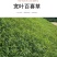 百喜草种籽宽叶草种子护坡绿化草种畜禽牛羊鱼免宽叶草种子