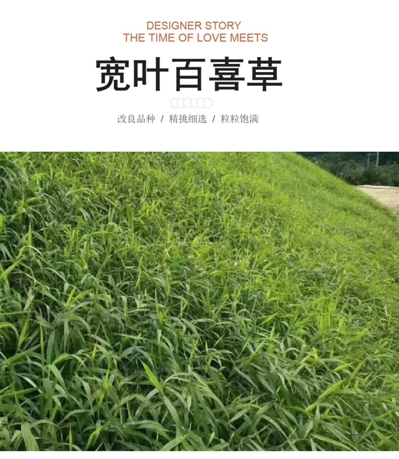 百喜草种籽宽叶草种子护坡绿化草种畜禽牛羊鱼免宽叶草种子