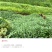 百喜草种籽宽叶草种子护坡绿化草种畜禽牛羊鱼免宽叶草种子