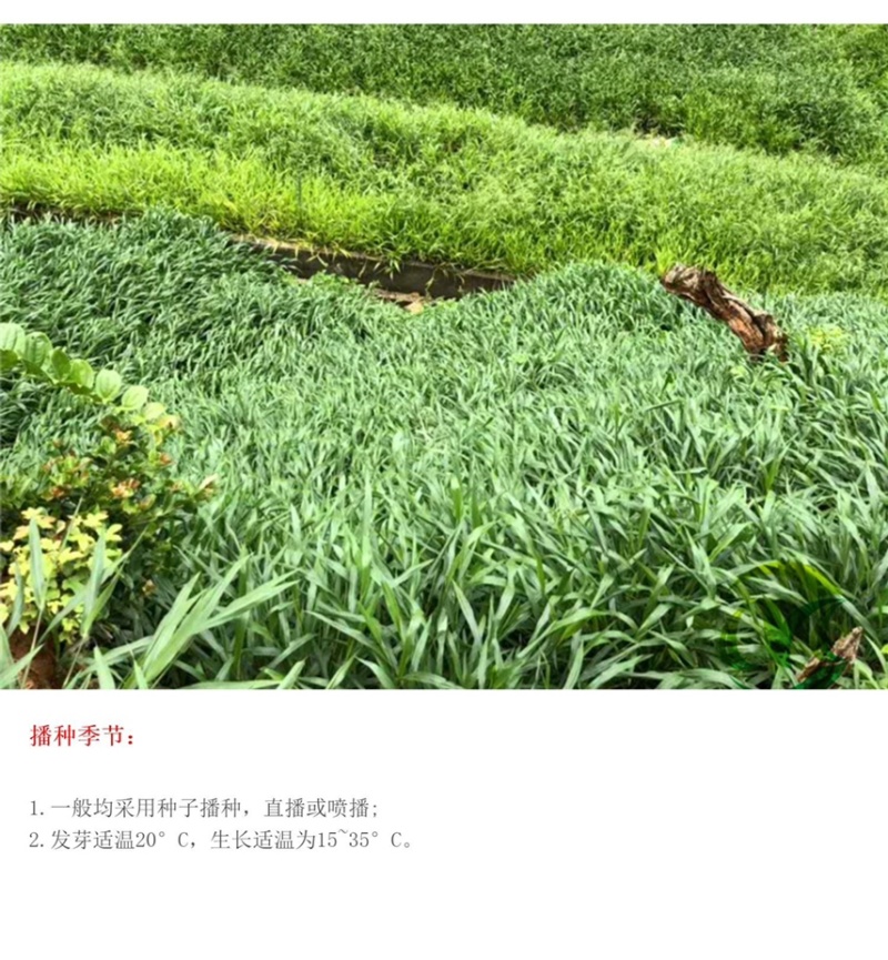 百喜草种籽宽叶草种子护坡绿化草种畜禽牛羊鱼免宽叶草种子