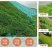 百喜草种籽宽叶草种子护坡绿化草种畜禽牛羊鱼免宽叶草种子