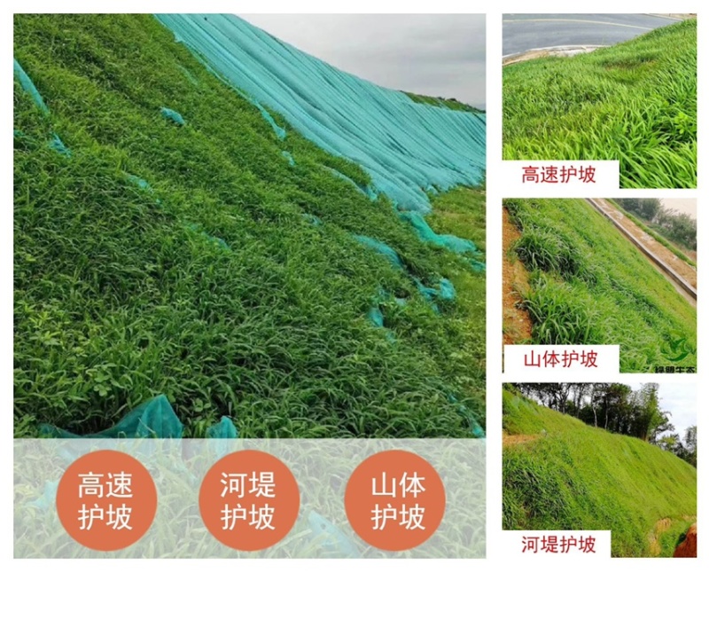 百喜草种籽宽叶草种子护坡绿化草种畜禽牛羊鱼免宽叶草种子