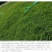 百喜草种籽宽叶草种子护坡绿化草种畜禽牛羊鱼免宽叶草种子