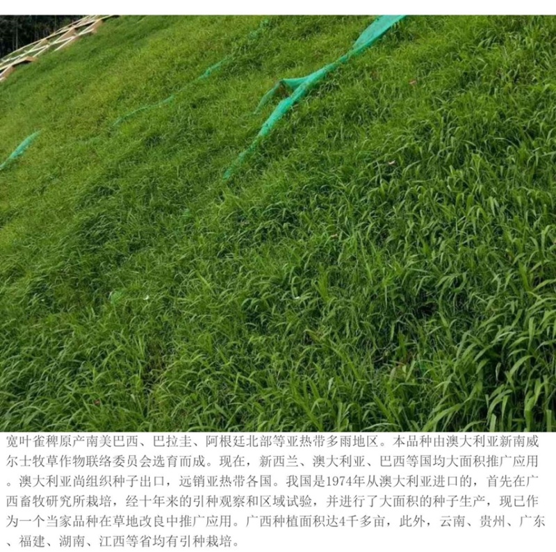 百喜草种籽宽叶草种子护坡绿化草种畜禽牛羊鱼免宽叶草种子
