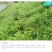 百喜草种籽宽叶草种子护坡绿化草种畜禽牛羊鱼免宽叶草种子