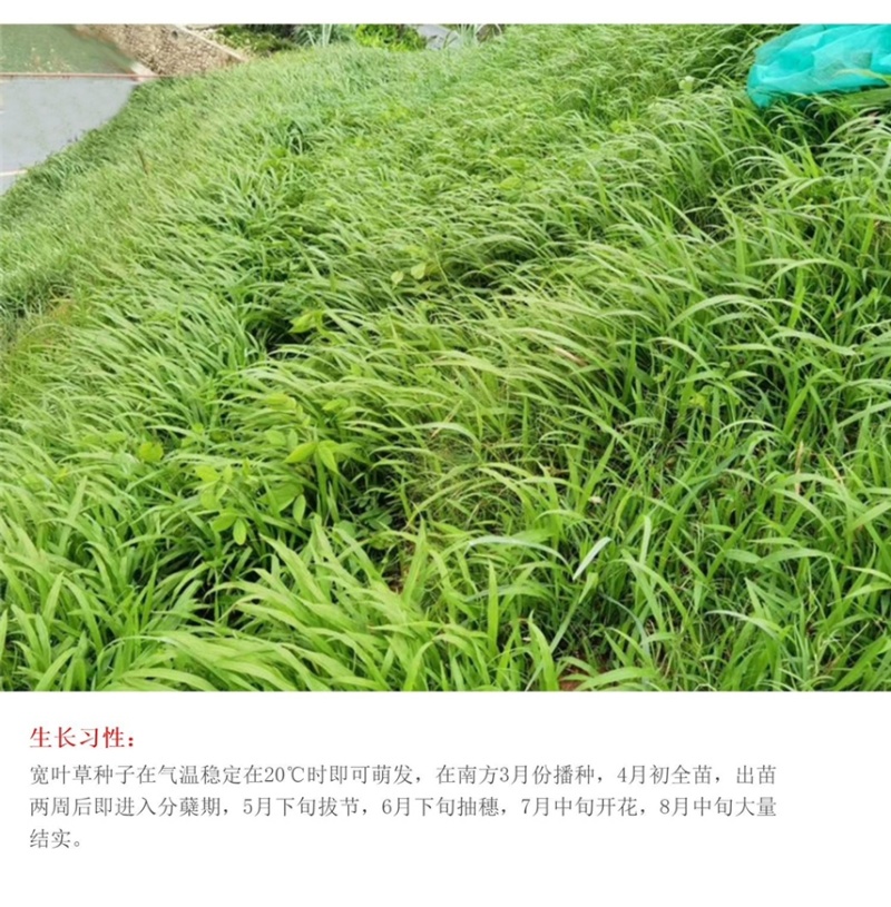 百喜草种籽宽叶草种子护坡绿化草种畜禽牛羊鱼免宽叶草种子