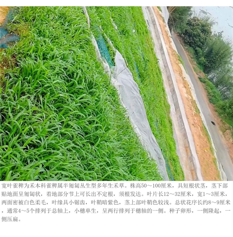 百喜草种籽宽叶草种子护坡绿化草种畜禽牛羊鱼免宽叶草种子