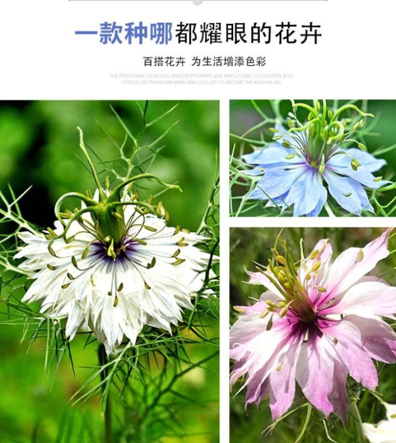黑种草种子混色香草波斯宝石黑子草阳台盆栽植物景观花海四季