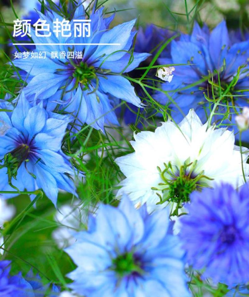 黑种草种子混色香草波斯宝石黑子草阳台盆栽植物景观花海四季