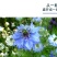 黑种草种子混色香草波斯宝石黑子草阳台盆栽植物景观花海四季