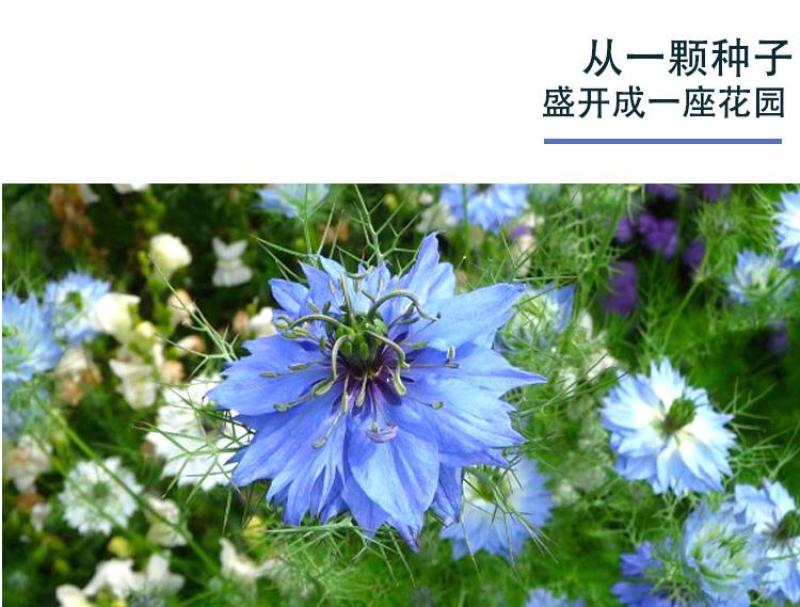 黑种草种子混色香草波斯宝石黑子草阳台盆栽植物景观花海四季