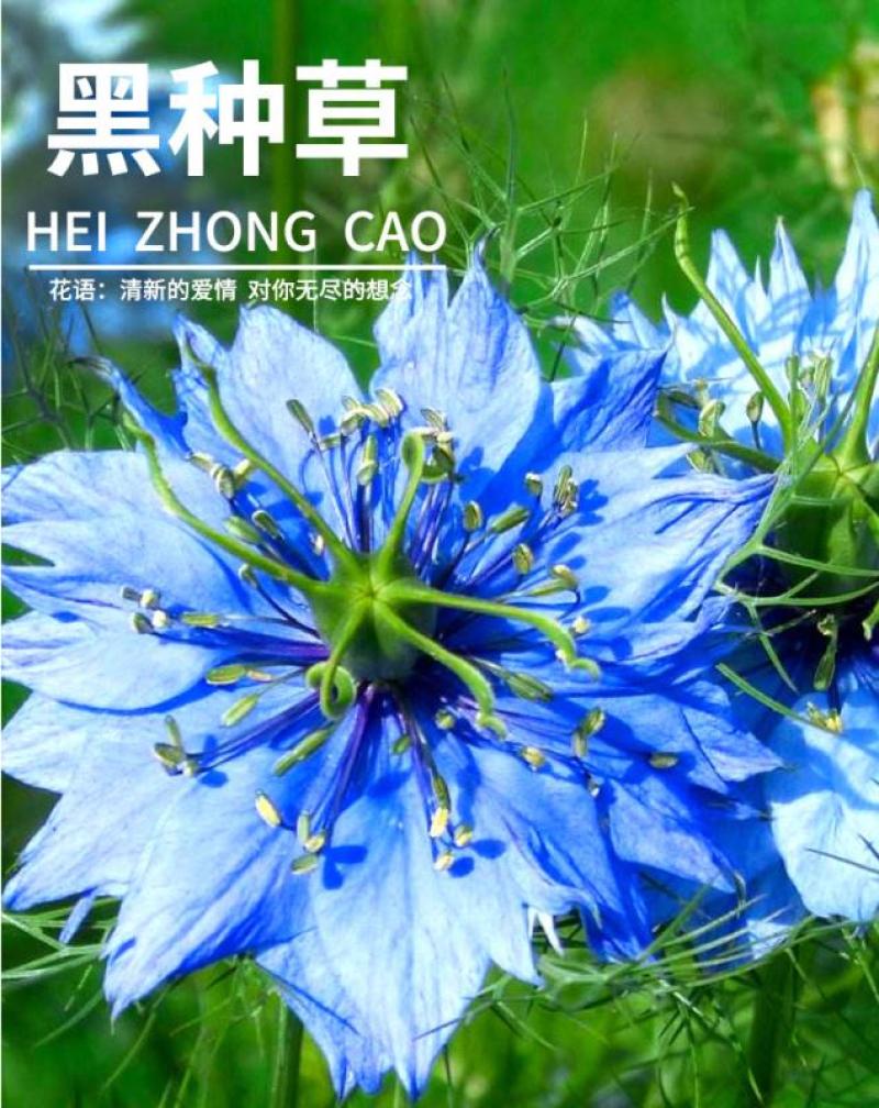 黑种草种子混色香草波斯宝石黑子草阳台盆栽植物景观花海四季