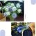 黑种草种子混色香草波斯宝石黑子草阳台盆栽植物景观花海四季