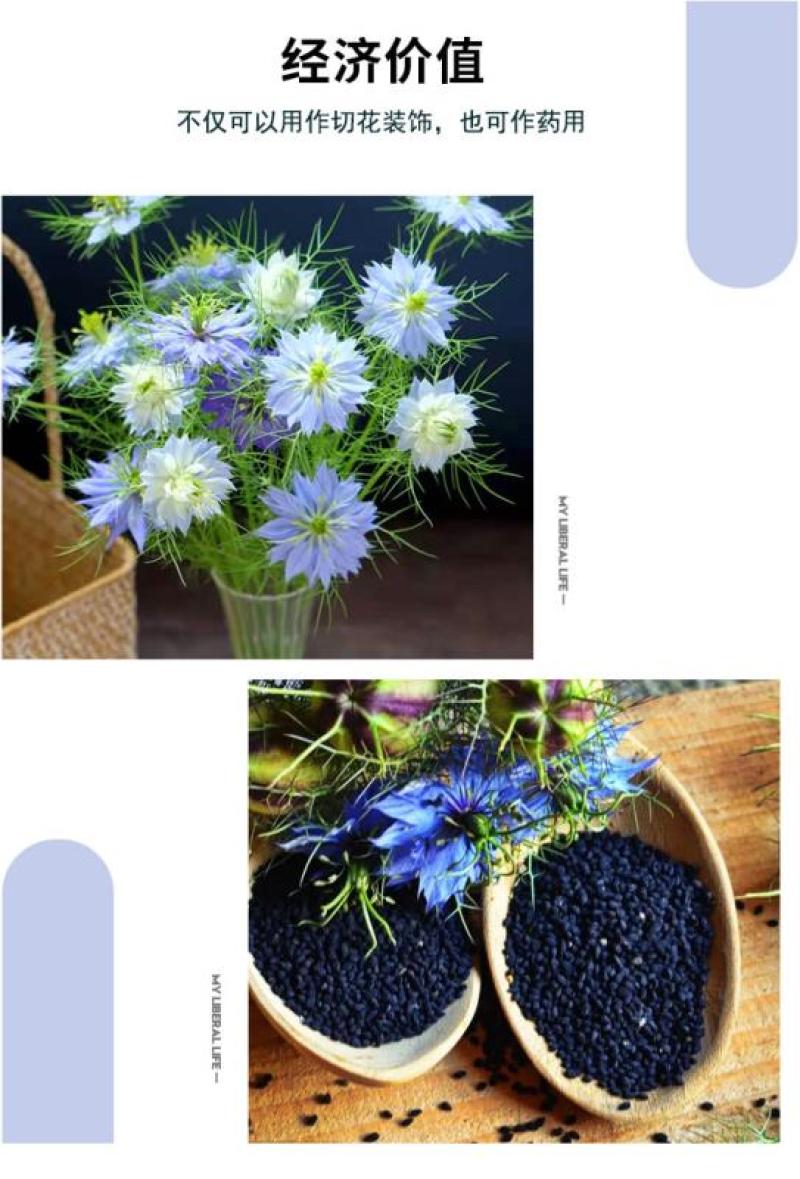 黑种草种子混色香草波斯宝石黑子草阳台盆栽植物景观花海四季