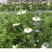 黑种草种子混色香草波斯宝石黑子草阳台盆栽植物景观花海四季
