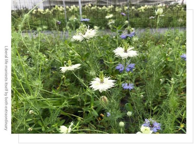 黑种草种子混色香草波斯宝石黑子草阳台盆栽植物景观花海四季