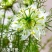 黑种草种子混色香草波斯宝石黑子草阳台盆栽植物景观花海四季