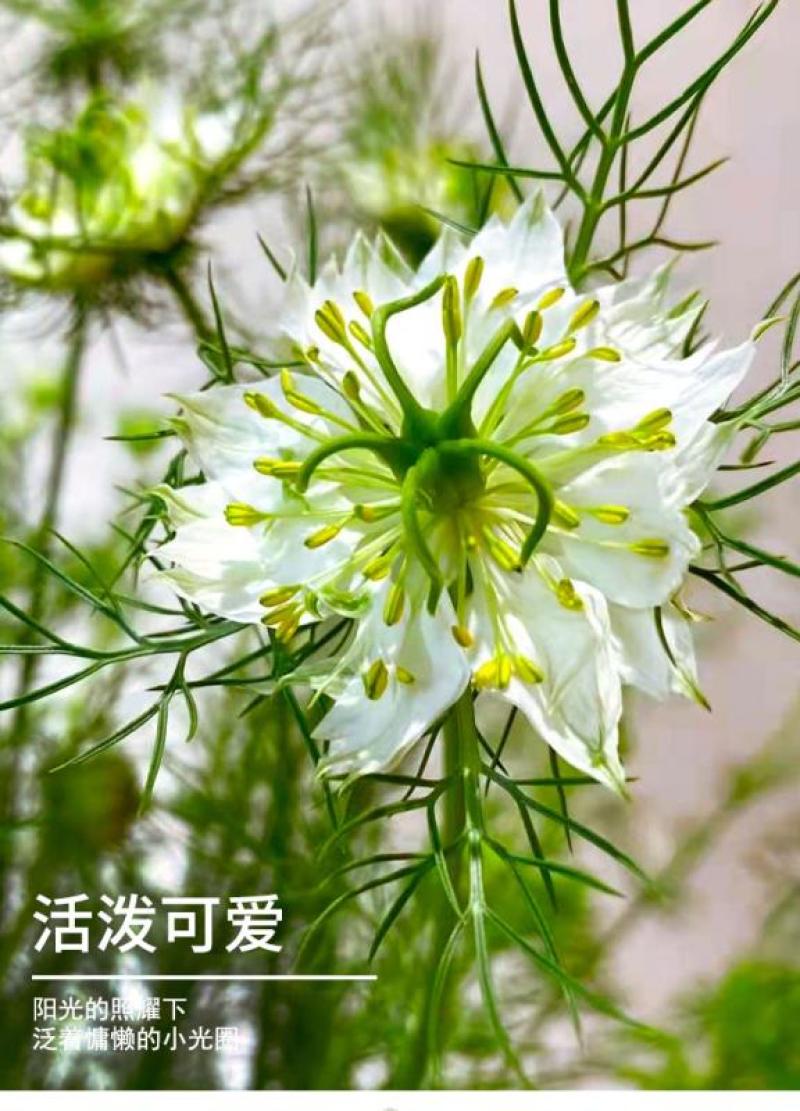 黑种草种子混色香草波斯宝石黑子草阳台盆栽植物景观花海四季