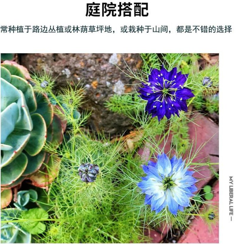 黑种草种子混色香草波斯宝石黑子草阳台盆栽植物景观花海四季