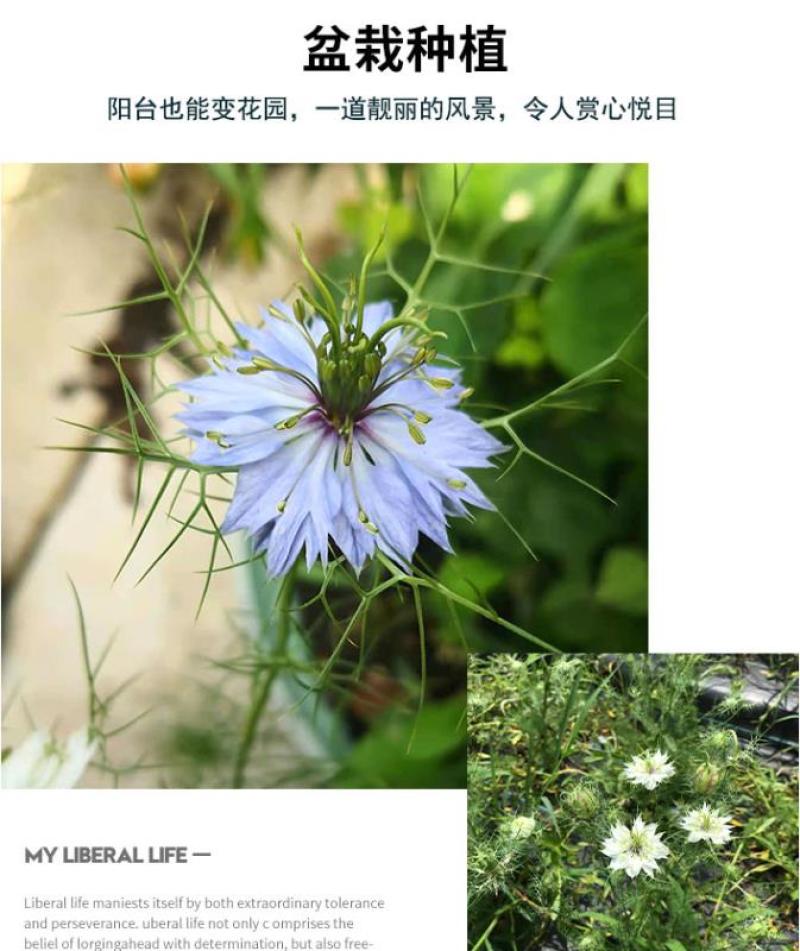 黑种草种子混色香草波斯宝石黑子草阳台盆栽植物景观花海四季