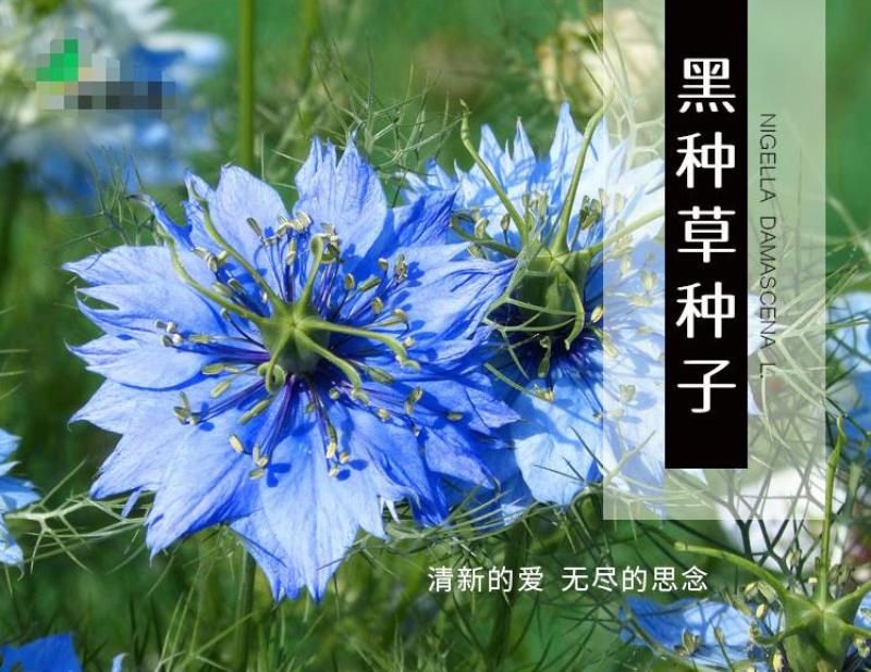 黑种草种子混色香草波斯宝石黑子草阳台盆栽植物景观花海四季