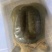 【牛商推荐】甲鱼，要货的老板联系，货真价实